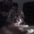 Ina Peek's profile image