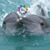 Sharron L Ronga's profile image