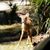 Susi Houghtaling's profile image