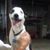Babette Kludy Lewis's profile image