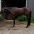 Ann Hawes Schroeder's profile image