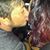 Nicole Brittany Olcott's profile image