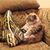 Gato Con Zapatos's profile image