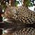 Megan Trimble's profile image