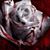 Sebastian Angel Ruiz's profile image