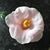 Smith Janice Paul's profile image