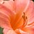 Barbara Culp Strban's profile image
