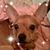 Antonio Farina's profile image