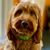 Janice Baer's profile image