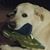 Carla Poma's profile image