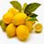 Lemon Dropper's profile image