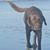 Rami Randhawa's profile image