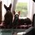 Elaine Zuercher's profile image