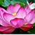 Prisila Melendez's profile image