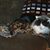 Denise Navins's profile image