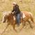 Shari Klemm's profile image