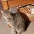 Connie Howe Madole's profile image
