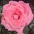 Tehisha Fitch's profile image