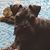 Melissa Williamson's profile image