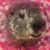 Robin Laoch Vincent Enstrom's profile image