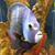 Lisa Foskey Clark's profile image