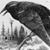 Debra Welsh's profile image