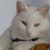Destiny Fate's profile image