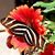 Monica Carpentier Wolfe's profile image