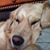 Derek Dyer's profile image