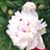 Mary Wilhelm Barrett's profile image
