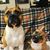 Lisa Cornett's profile image