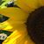 Evelyn Edith's profile image