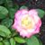 Jen Dutra Van Hal's profile image