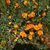 Mindy Thiel Thompson's profile image