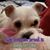 Rebecca Collett Butler's profile image