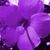 Linda Brett's profile image
