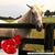 Cal MacDonald's profile image