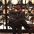 Shane Ranschaert's profile image