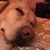 Lisa Koshansky's profile image
