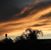 Denise M Corcoran's profile image