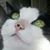 Candace Curtis's profile image