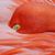 Donna Helton Spaulding's profile image