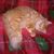 Susie Smalley Nichols's profile image