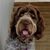 Chandra Walsh Williams's profile image