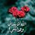 Noha Elghamry's profile image