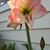 Marion Staffon's profile image