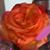 Shari Masse's profile image