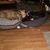 A Furmom Smith's profile image
