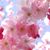 Roseanne Smith's profile image