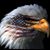 Marcus Thurman's profile image